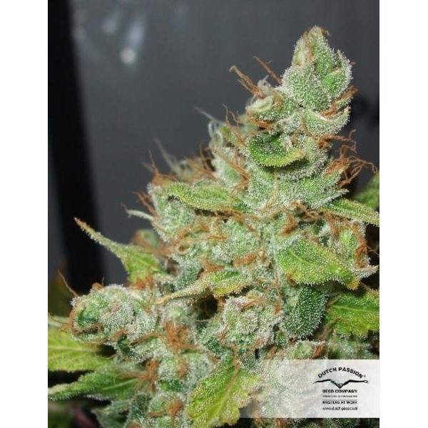 Orange Hill Special (Dutch Passion) feminisiert