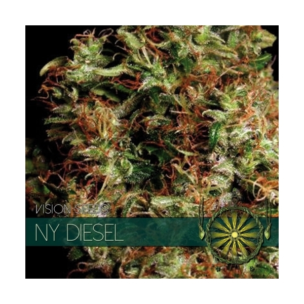 NY Diesel (Vision Seeds) feminisiert