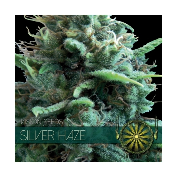 Silver Haze (Vision Seeds) feminisiert