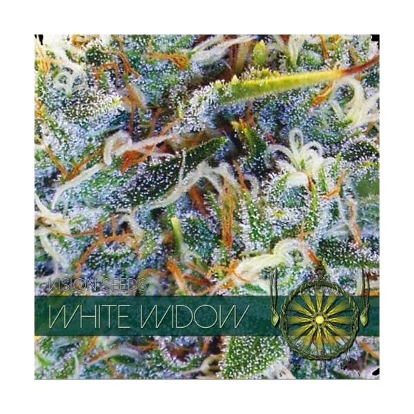 White Widow (Vision Seeds) feminisiert