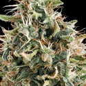 White Widow (Vision Seeds) feminisiert