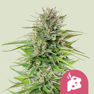 Blue Cheese (Royal Queen Seeds) feminisiert Blue Cheese (Royal Queen Seeds) feminisiert