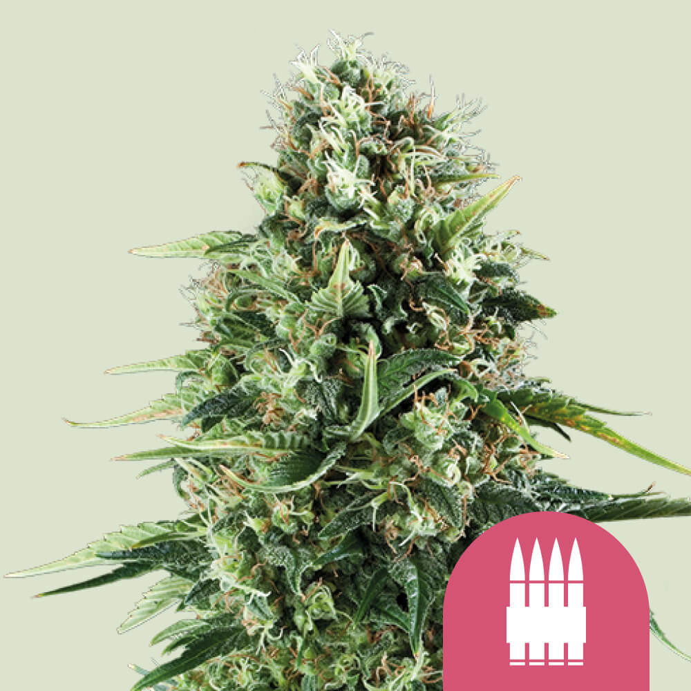 Ak-47 Feminisiert (Royal Queen Seeds)