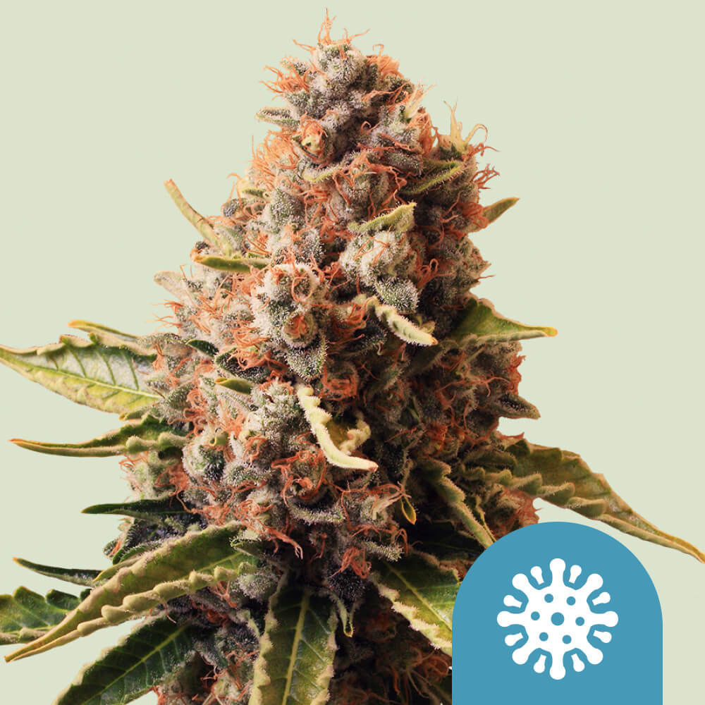 Euphoria Feminisiert (Royal Queen Seeds)