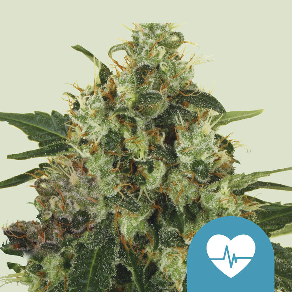 Medical Mass CBD Feminisiert (Royal Queen Seeds)