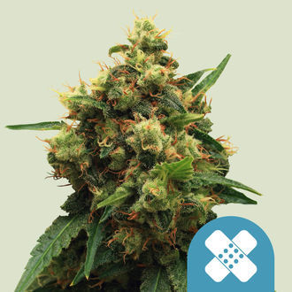 Painkiller XL (Royal Queen Seeds) feminisiert Painkiller XL (Royal Queen Seeds) feminisiert
