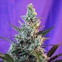 Sweet Skunk Auto (Sweet Seeds) feminisiert