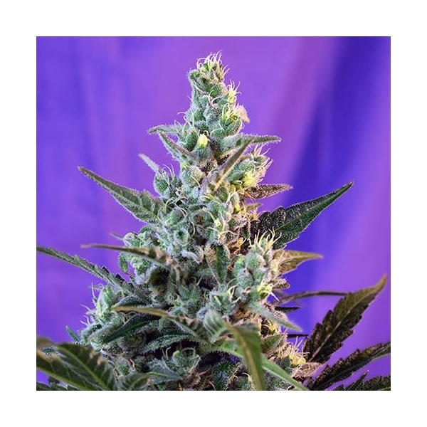 Sweet Skunk Auto (Sweet Seeds) feminisiert