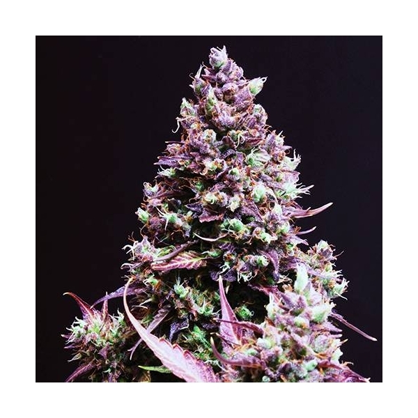 Cream Caramel Auto (Sweet Seeds) feminisiert