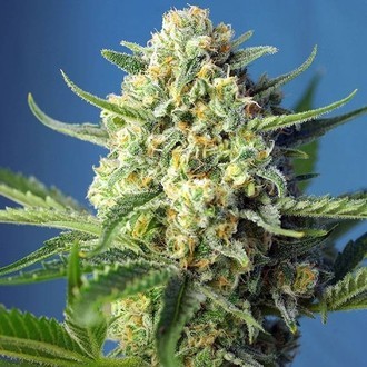 S.A.D. Auto (Sweet Seeds) feminisiert S.A.D. Auto (Sweet Seeds) feminisiert