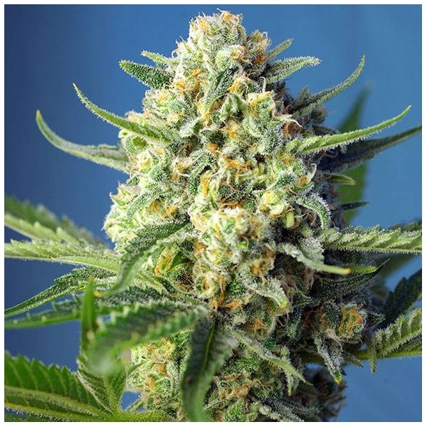 S.A.D. Auto (Sweet Seeds) feminisiert