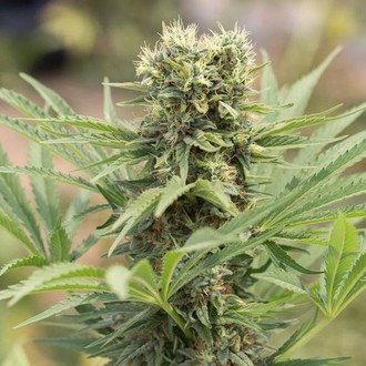 Dedoverde Haze (Humboldt Seed Organization) feminisiert Dedoverde Haze (Humboldt Seed Organization) feminisiert