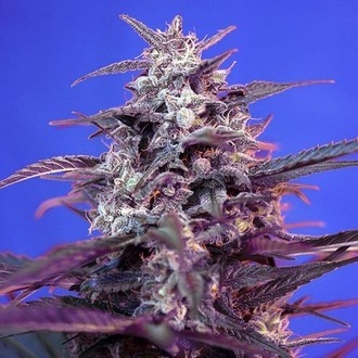 Bloody Skunk Auto (Sweet Seeds) feminisiert Bloody Skunk Auto (Sweet Seeds) feminisiert