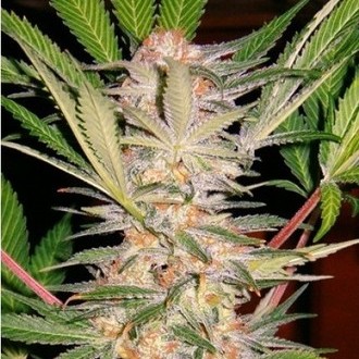 S.A.D. S1 (Sweet Seeds) feminisiert S.A.D. S1 (Sweet Seeds) feminisiert
