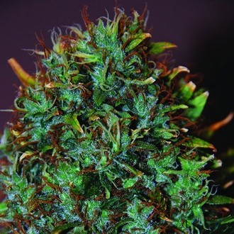 Expert Haze (Expert Seeds) feminisiert Expert Haze (Expert Seeds) feminisiert