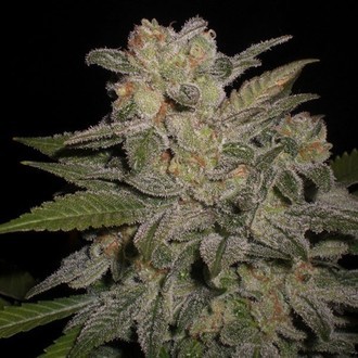 Northern Lights Auto (Expert Seeds) feminisiert Northern Lights Auto (Expert Seeds) feminisiert
