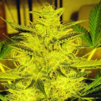 Caramella Auto (Expert Seeds) feminisiert