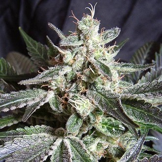 Black Jack (Sweet Seeds) feminisiert Black Jack (Sweet Seeds) feminisiert