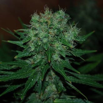 Blue Cheese Auto (Expert Seeds) feminisiert Blue Cheese Auto (Expert Seeds) feminisiert