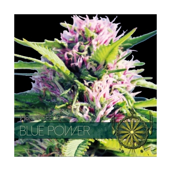 Blue Power (Vision Seeds) feminisiert