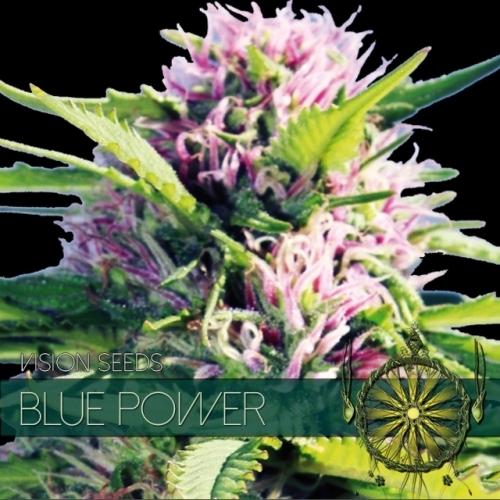 Blue Power Feminisiert (Vision Seeds)