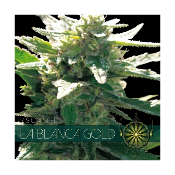 La Blanca Gold (Vision Seeds) feminisiert