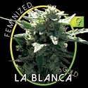 La Blanca Gold (Vision Seeds) feminisiert