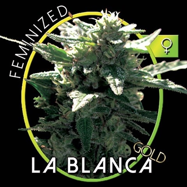 La Blanca Gold (Vision Seeds) feminisiert