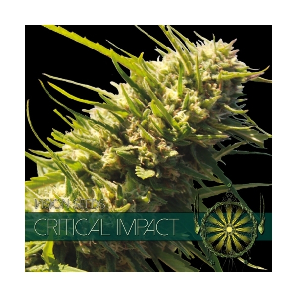 Critical Impact (Vision Seeds) feminisiert