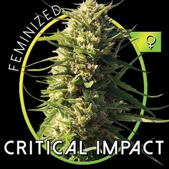 Critical Impact (Vision Seeds) feminisiert
