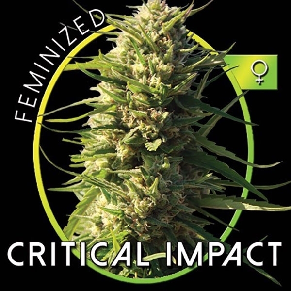 Critical Impact (Vision Seeds) feminisiert