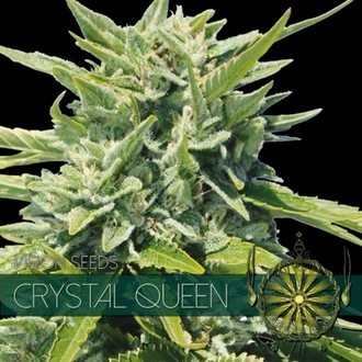 Crystal Queen (Vision Seeds) feminisiert Crystal Queen (Vision Seeds) feminisiert