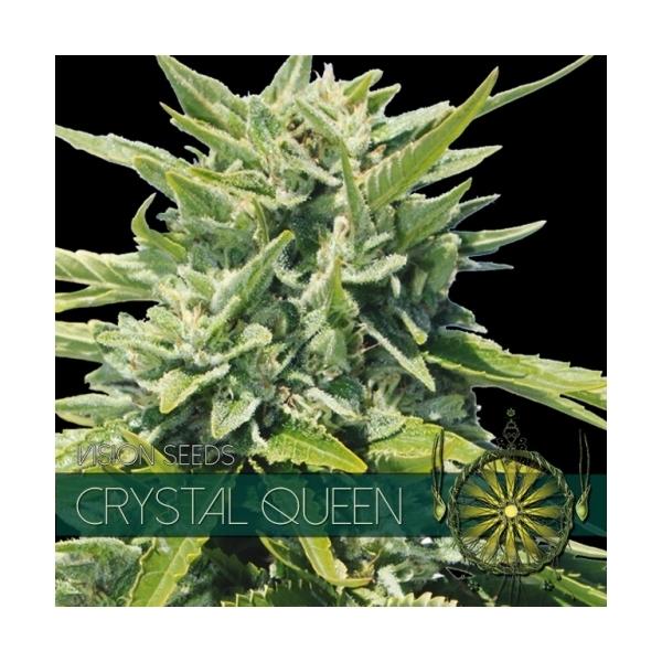 Crystal Queen (Vision Seeds) feminisiert
