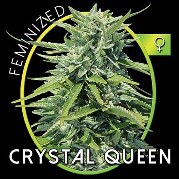 Crystal Queen (Vision Seeds) feminisiert