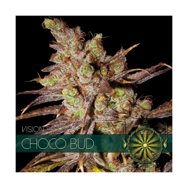 Choco Bud (Vision Seeds) feminisiert