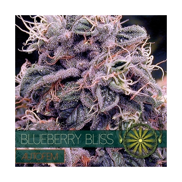 Blueberry Bliss Autoflowering (Vision Seeds) feminisiert