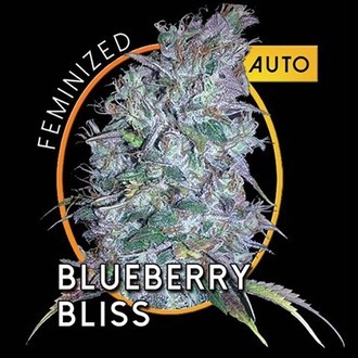 Blueberry Bliss Autoflowering (Vision Seeds) feminisiert