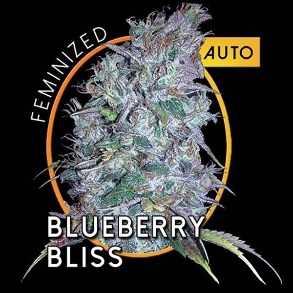 Blueberry Bliss Autoflowering (Vision Seeds) feminisiert