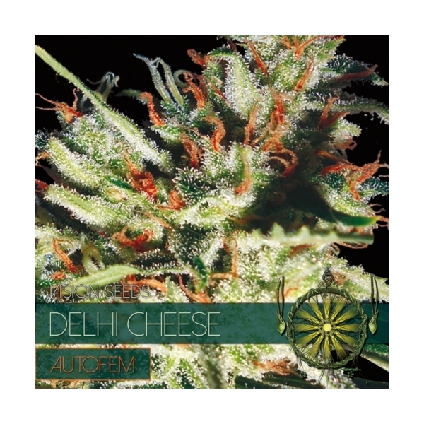 Delhi Cheese Autoflowering (Vision Seeds) feminisiert