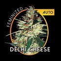 Delhi Cheese Autoflowering (Vision Seeds) feminisiert