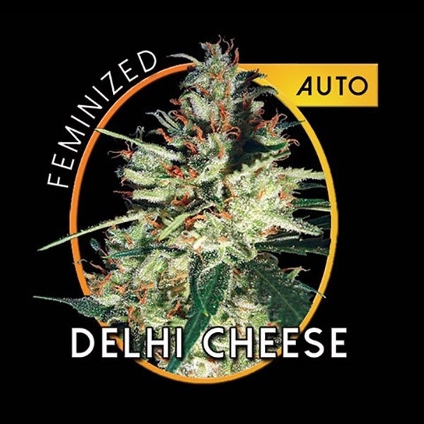 Delhi Cheese Autoflowering (Vision Seeds) feminisiert