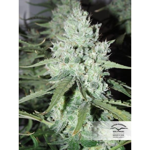 Auto Ultimate (Dutch Passion) feminisiert