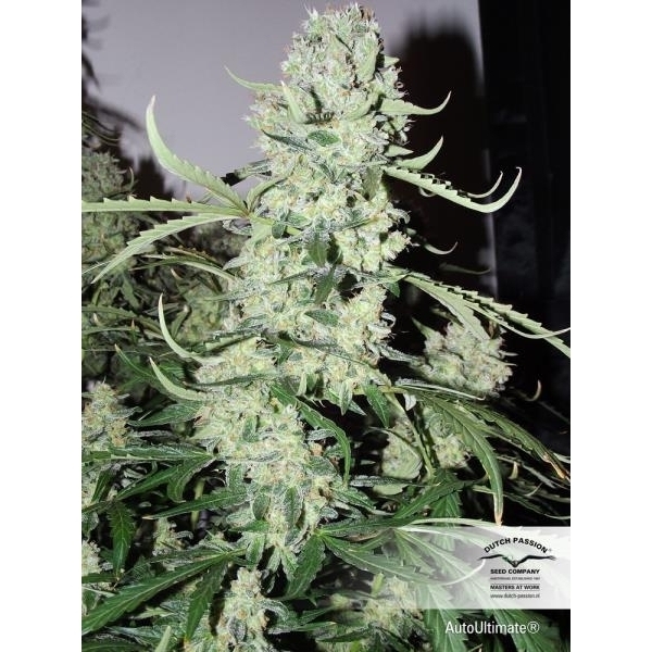 Auto Ultimate (Dutch Passion) feminisiert