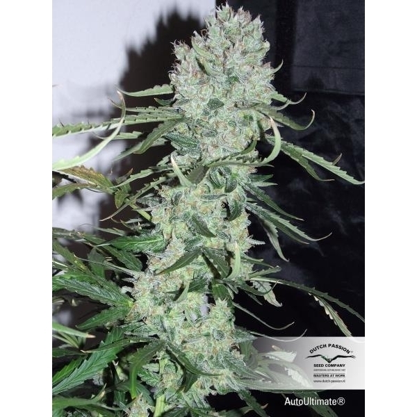 Auto Ultimate (Dutch Passion) feminisiert