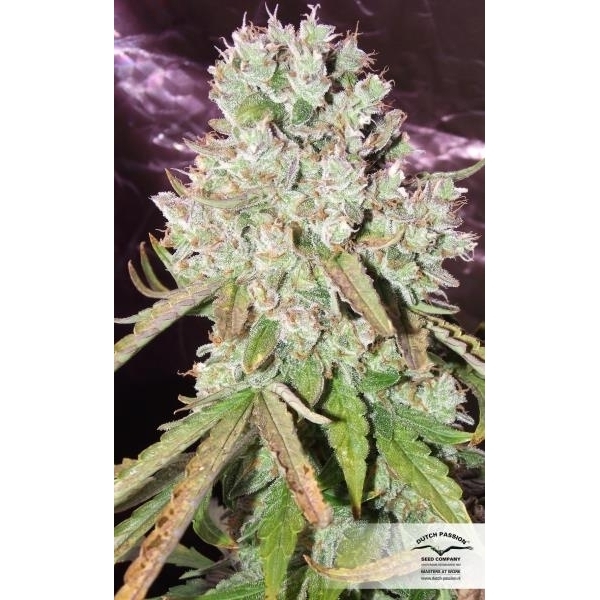 Auto Ultimate (Dutch Passion) feminisiert