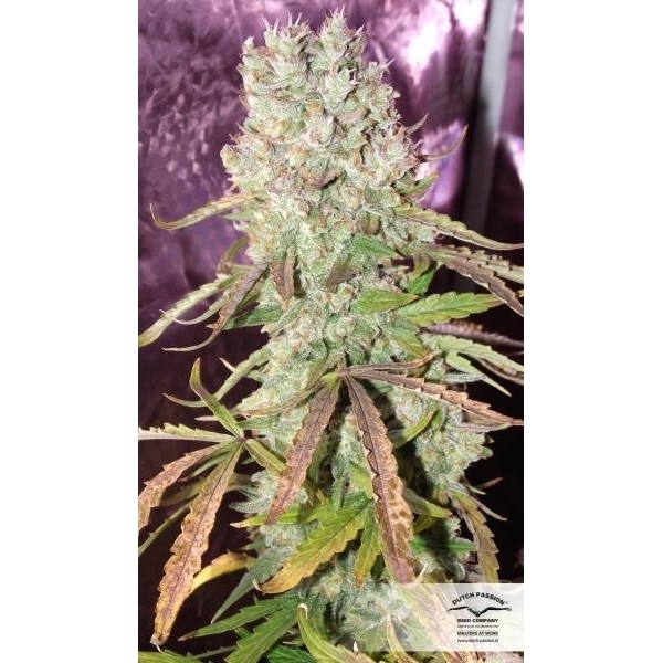 Auto Ultimate (Dutch Passion) feminisiert