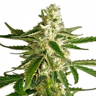 White Diesel Haze Automatic (White Label) feminisiert White Diesel Haze Automatic (White Label) feminisiert