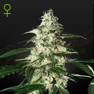 Skunk Autoflowering (Strain Hunters) feminisiert Skunk Autoflowering (Strain Hunters) feminisiert