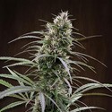 Congo (ACE Seeds) feminisiert