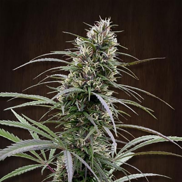 Congo (ACE Seeds) feminisiert